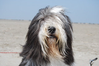 for to live - CHIOTS A RESERVER 